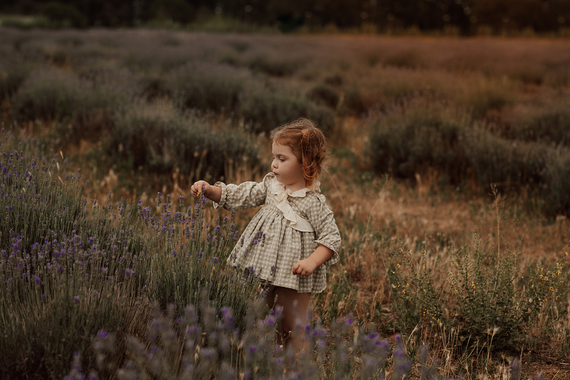 bebé campo lavanda